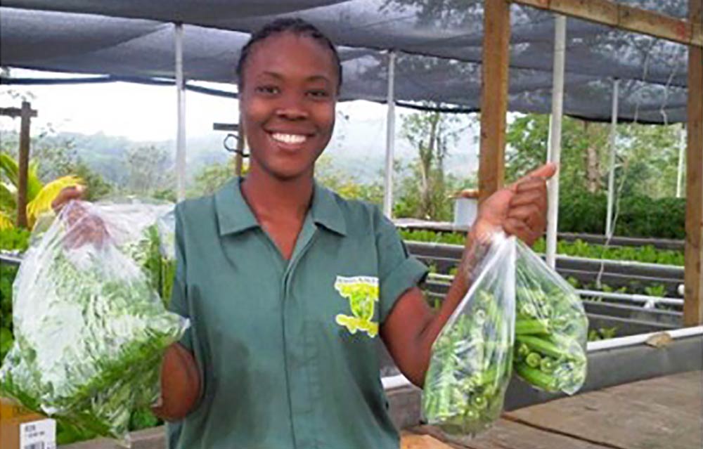 Smallholder farmers have started climate-smart aquaponics agri-business enterprises in Jamaica. Credits: INMED