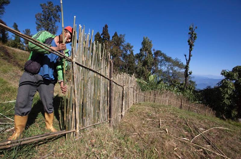 Building a fence in Rambi Village, Darjeeling, West Bengal, India