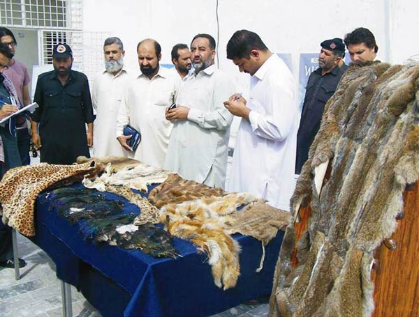 Under the supervision of chief conservator Khyber Pakhtunkhwa, a team of wildlife force recovered skins of the protected animals from local markets.​