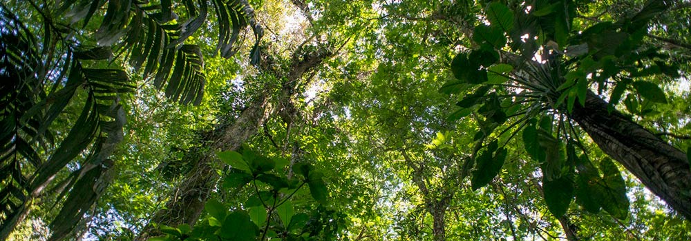 The future of forests and climate change: what have we achieved so far and what’s next?