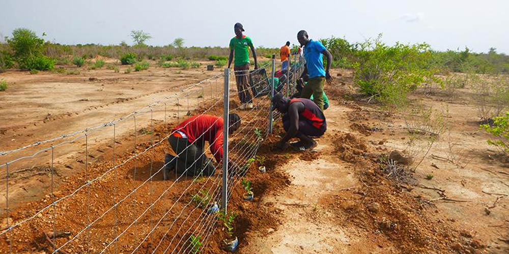 Burkina Faso: 20 000 trees are planted to create living hedges. Photo Credits:UNCCD