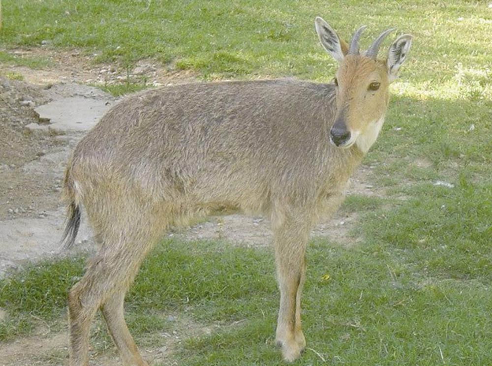 Goral-found-in-district-Swat-hilly-area-ofKhyber-Pakhtunkhwa-recently-become-uncommon