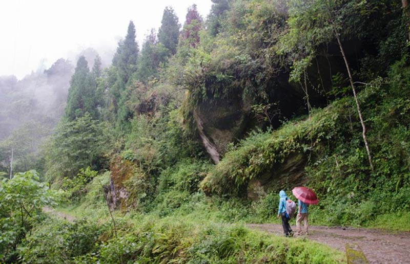 ATREE researchers hiking through Singalila National Park, Darjeeling, West Bengal, India