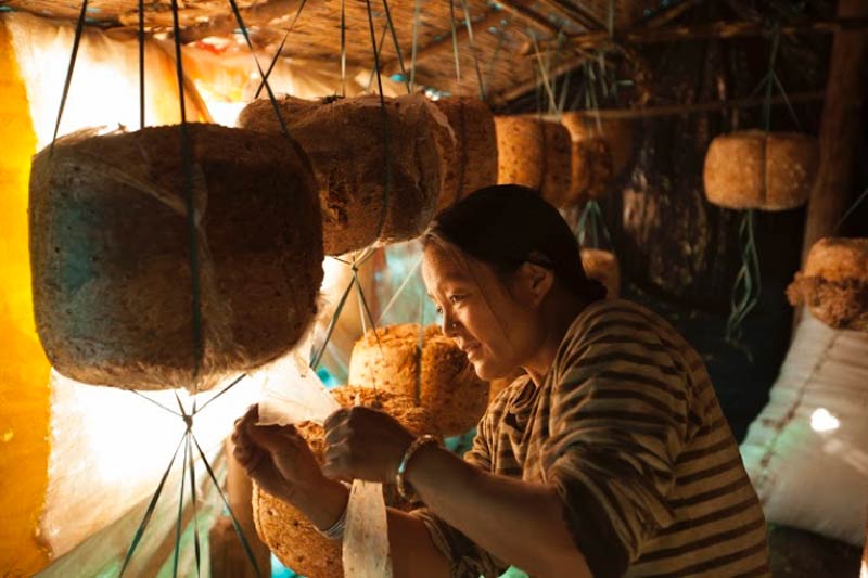 Mushroom cultivation preparation in Rajahatta Village, Darjeeling, West Bengal, India