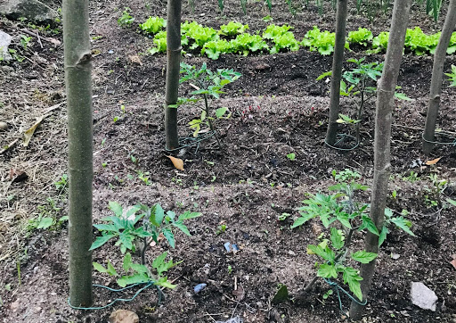 An at-home sustainable vegetable garden.