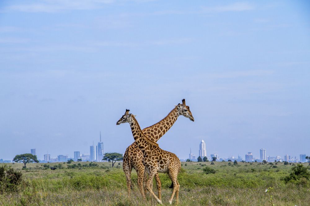 Maasai Giraffes, Nairobi National Park