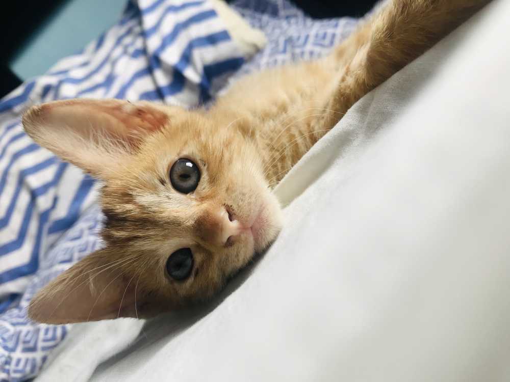 A beautiful light-coated cat with reflective eyes.