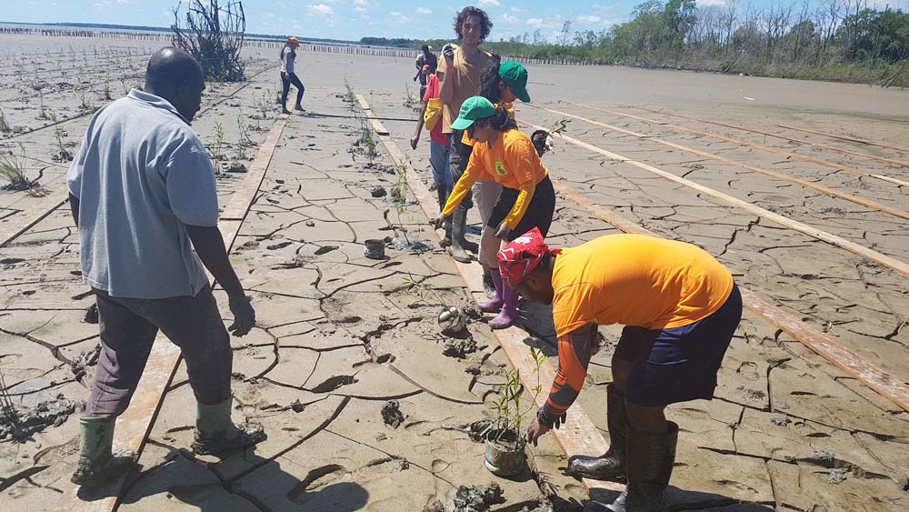 Climate change has an extraordinary impact on Suriname's vast mangrove ecosystem. Photo Credits: Green Hope