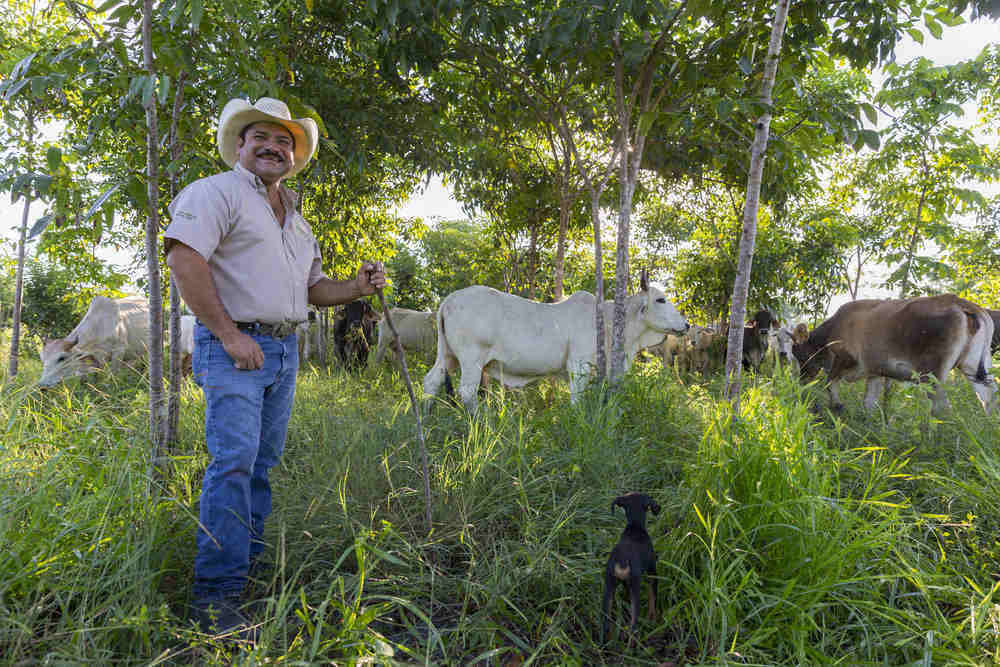 Rancher Jose Palomo stands under the shade trees in his "silvopastoral" pasture at his ranch Los Potrillos in Becanchen, Yucatan. Palomo has adopted "silvopastoral" ranching practices, which increases cattle yields through a mixed grass/shrub/tree ecosystem. Photo Credits: Erich Schlegel