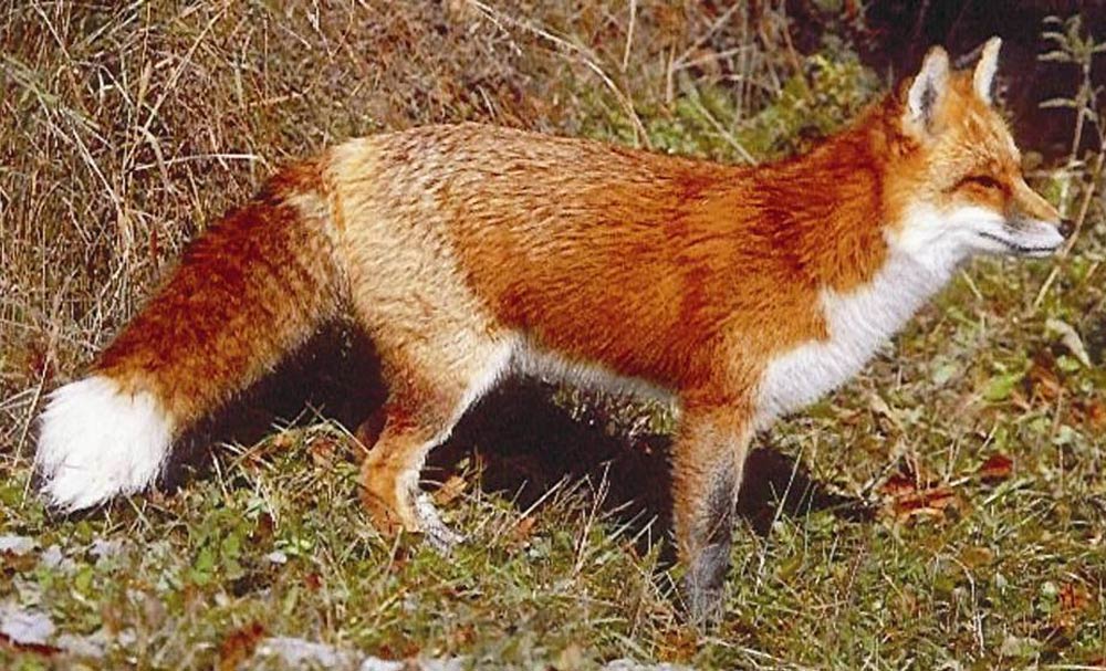 Red Fox under Khyber Pakhtunkhwa wildlife protection in Deosai National Park located in Abbotabbad