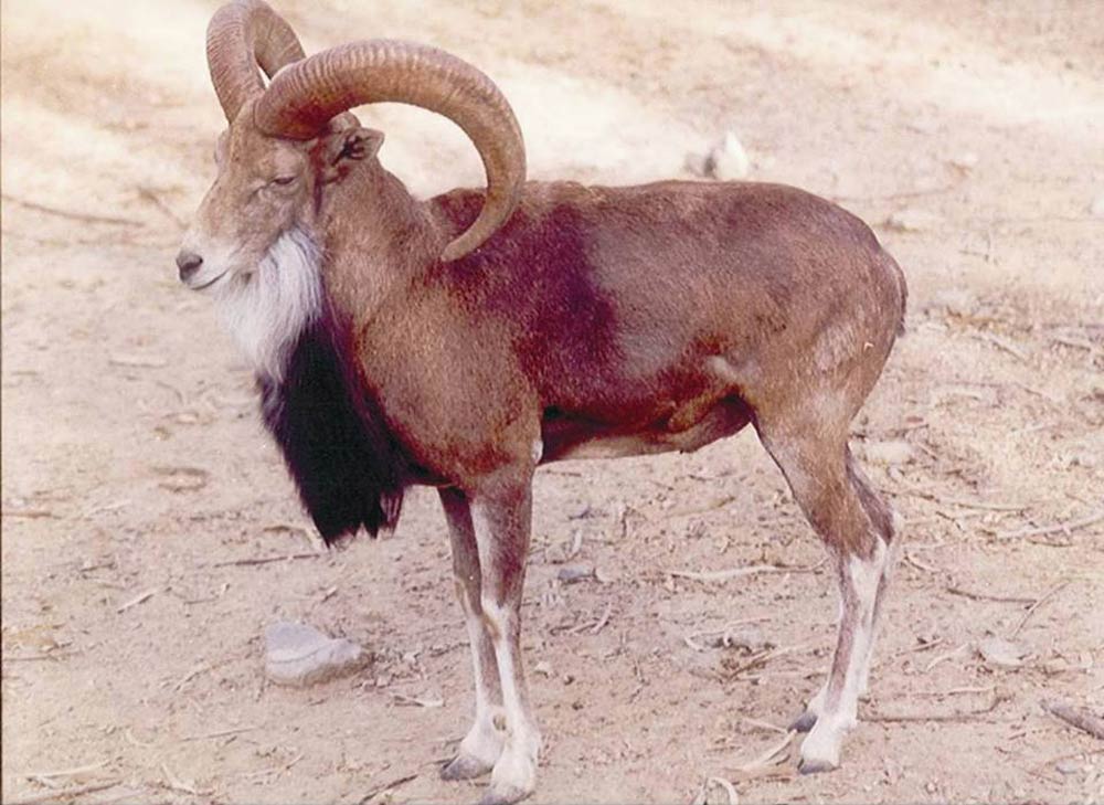 Urial, under the conservation threat of habitat loss, an uncommon species found in different game reserve of Khyber Pakhtunkhwa