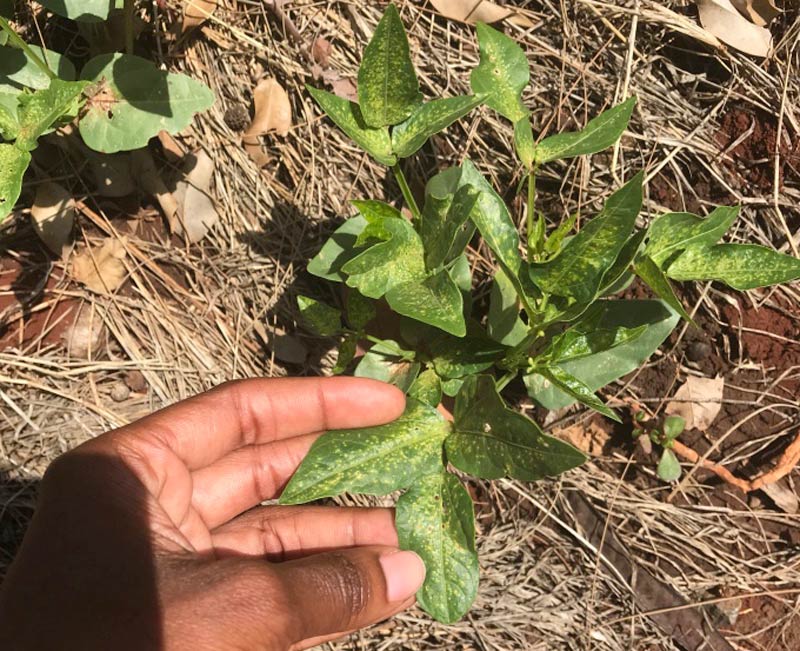 Before spraying the cowpeas vegetables with Tephrosia and garlic mixture. (Notice the yellow spots and the tiny holes on the leaves)