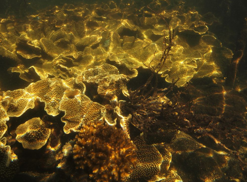 Coral reefs and mangroves