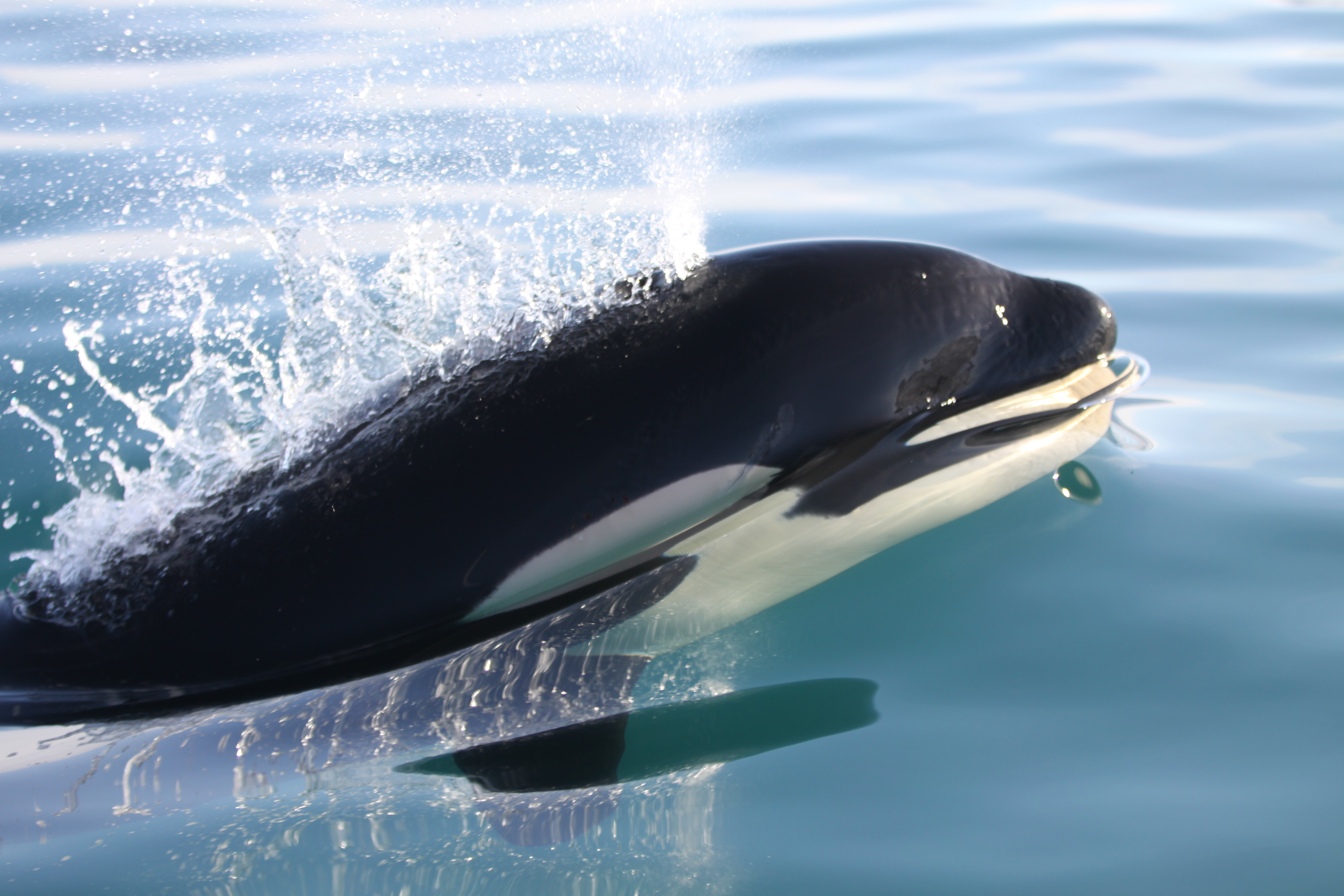 Shocking New Satellite Evidence Exposes The Truth About Ocean Protection - 1zxzou5