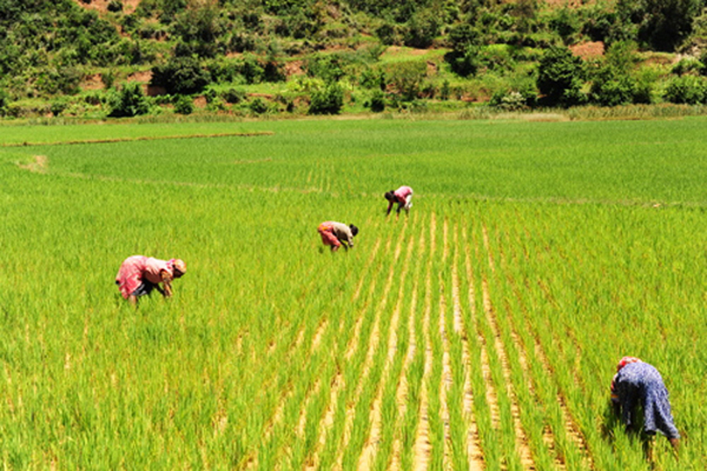 Madagascar, Inland, rice fields, Anthony Asael, Madagascar.