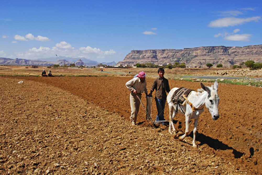 Yemen, Inland, farmers with animal ploughing field on vast agricultural field, Anthony Asael, Yemen