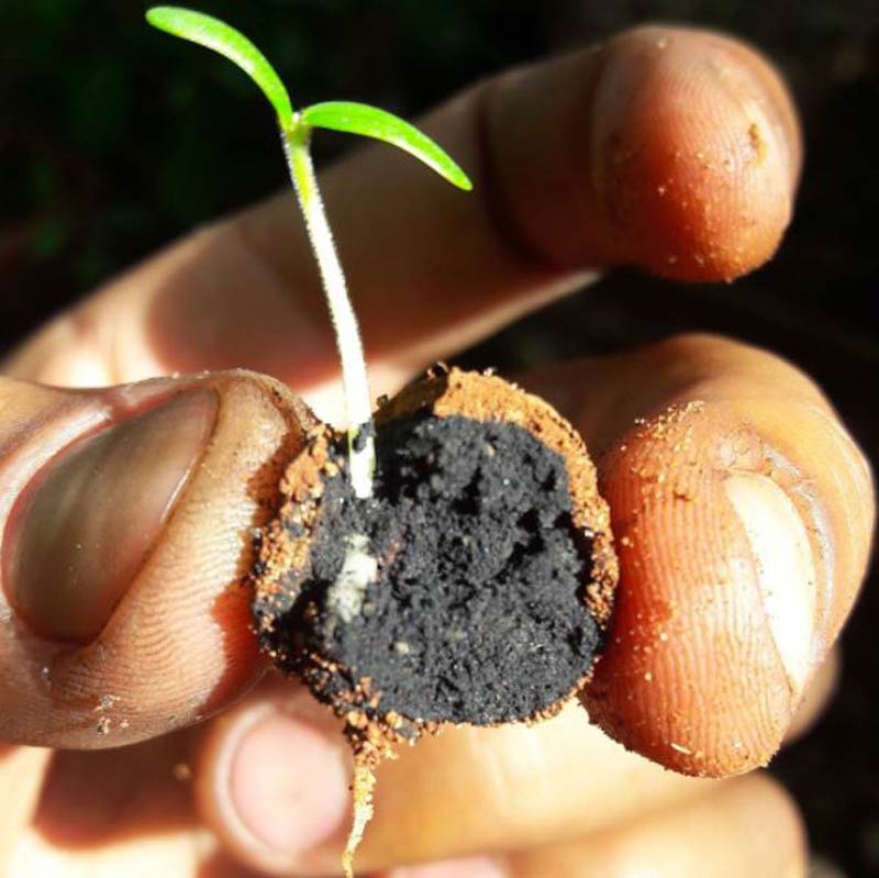 Managu seed ball, sent by Seedballs, Kenya