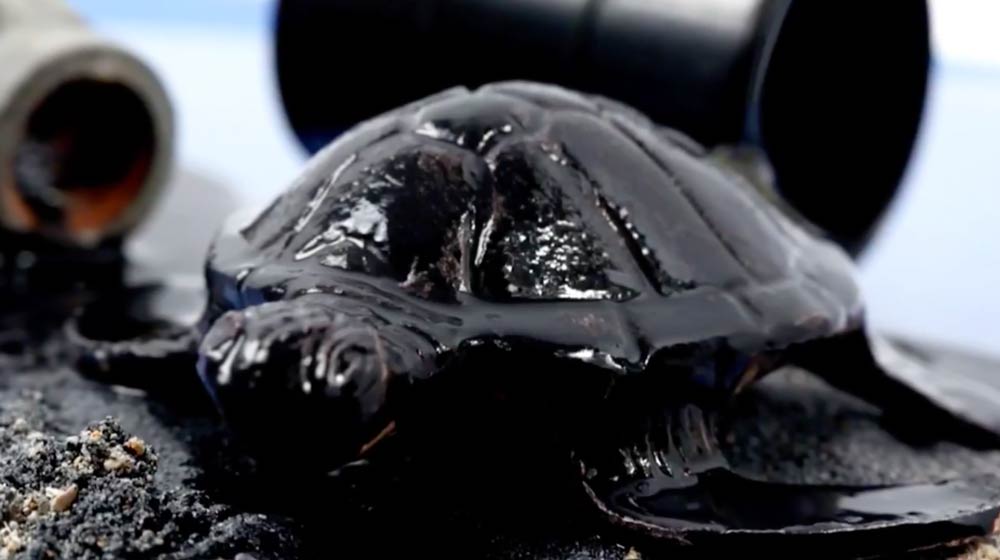 Turtle affected by oil spill into the environment