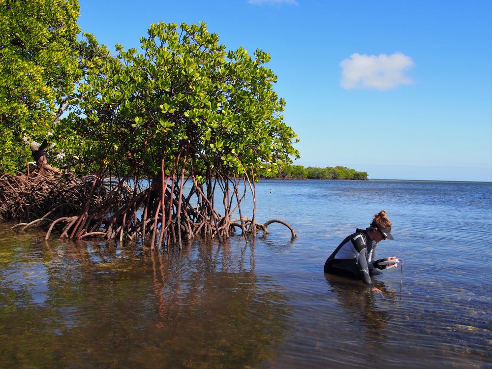 Mangroves