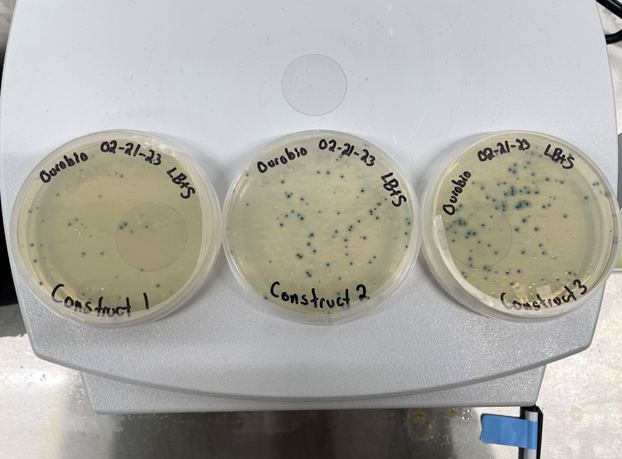 Three samples labeled "Construct 1," "Construct 2," and "Construct 3" sit on a table in Alec's lab.