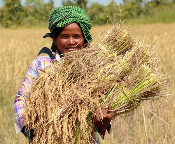 UNDP and FAO launch toolkit on building climate resilience in agriculture