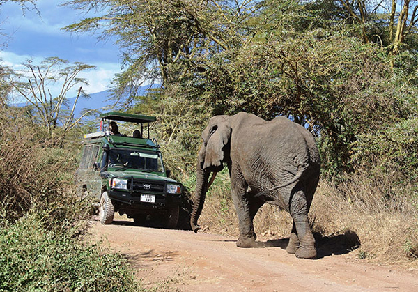Up close and personal: an elephant encounters tourists in Tanzania. Photo: Magda Lovei/World Bank