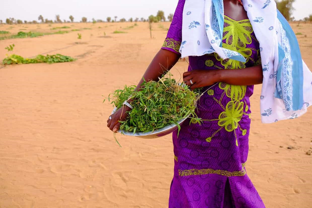 A herd of cattle walks through the near-desert landscape outside Goulokum, Senegal | Connect4Climate