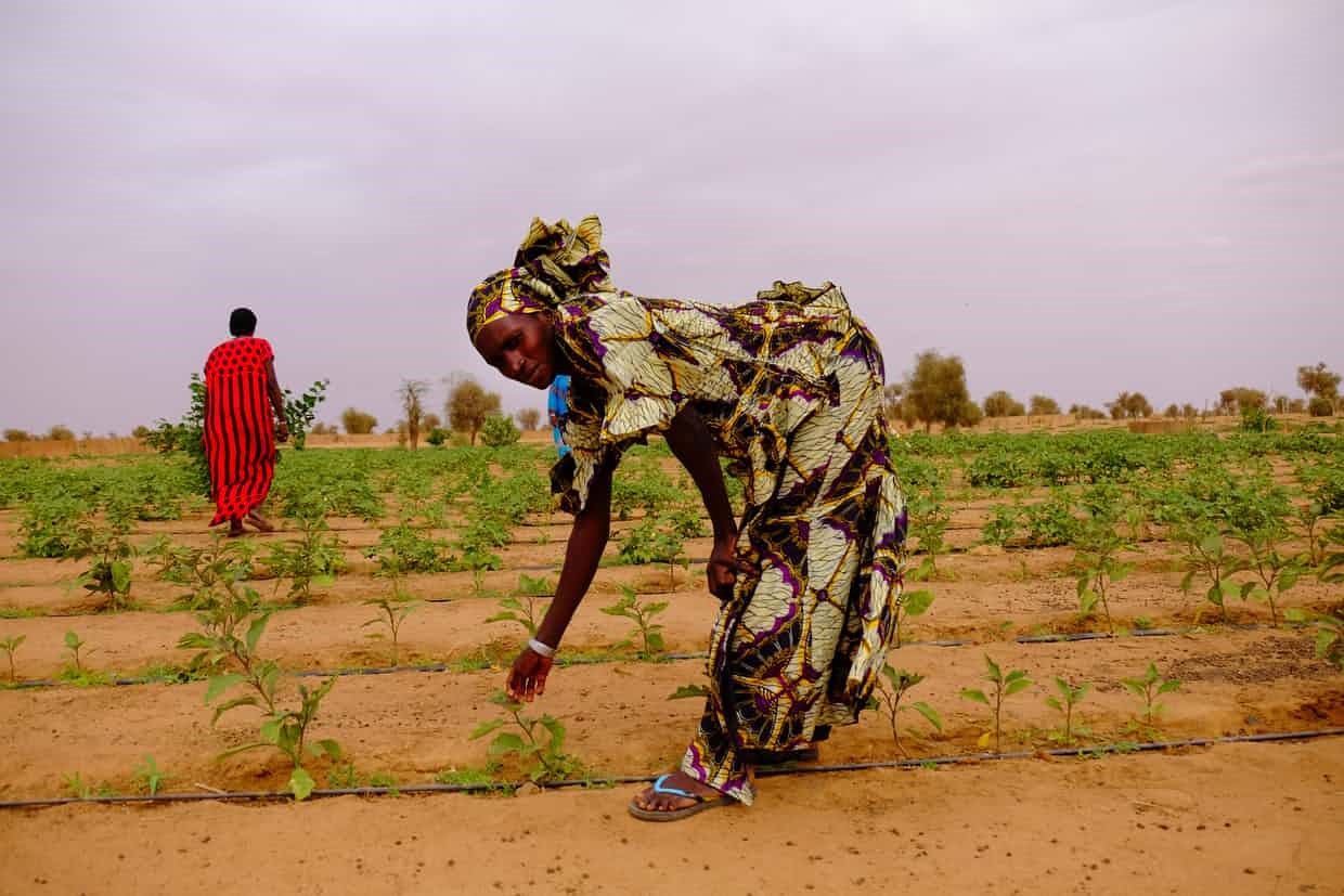 A woman in Koyli Alfa village in central Senegal shows a visitor some of the young plants sprouting in a garden planted by the Great Green Wall. | Connect4Climate