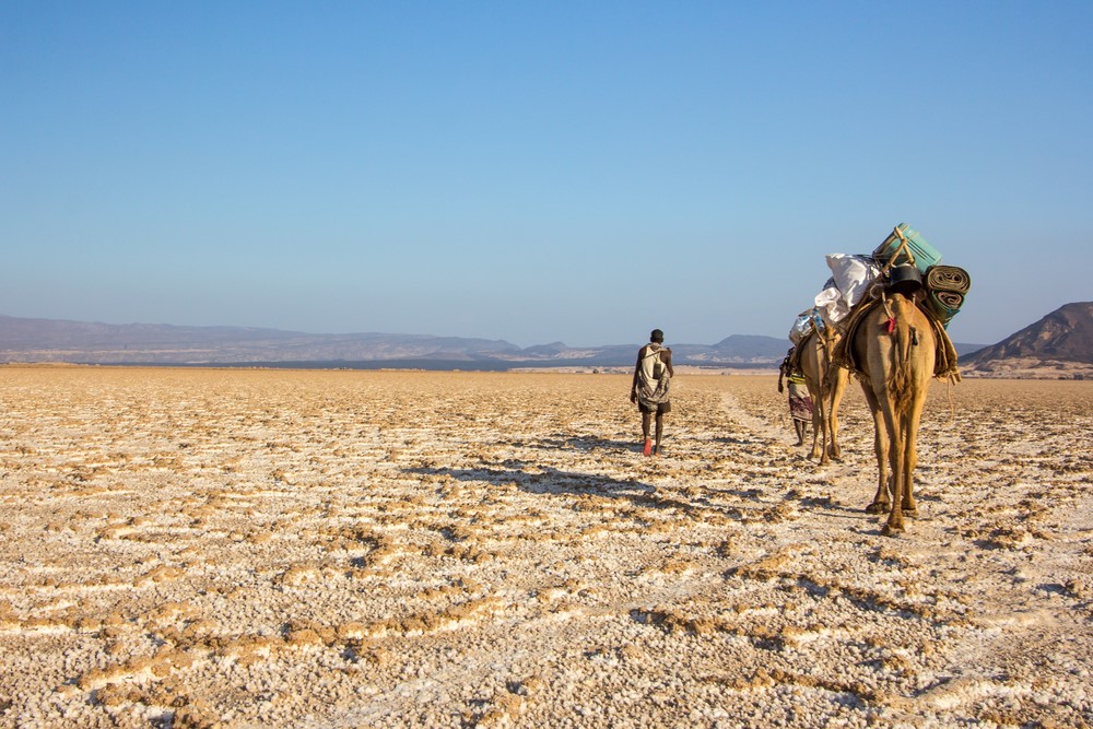 Camel caravan crossing salt flats of Djibouti. Lake Assal, Djibouti | Connect4Climate