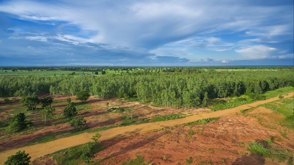 Reforestation of eucalyptus for production | Connect4Climate